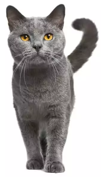 dark gray cat