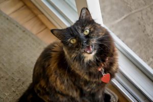 cat meowing in bolingbrook, il