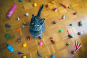 interactive cat toys in bolingbrook, il