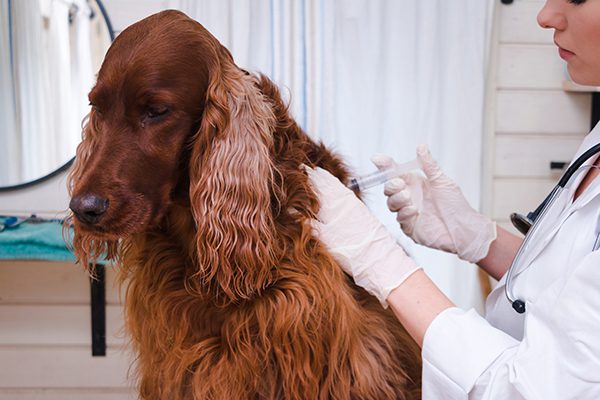 Most Important Dog Vaccines