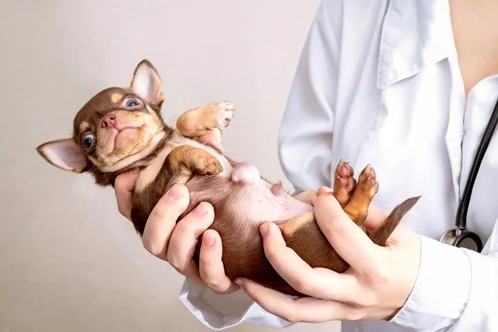 umbilical hernia in dogs in bolingbrook, il