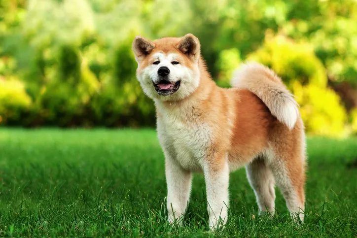 Which Dog Breeds Have Curly Tails in bolingbrook, il