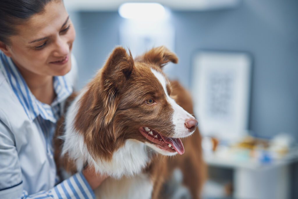 benefits of pet wellness exams in bolingbrook il