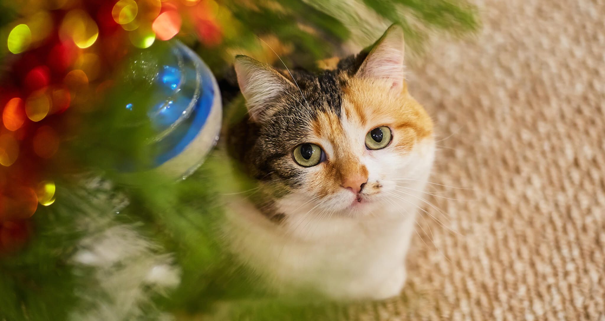 Tips for Cat Proofing Your Christmas Tree this Holiday Season