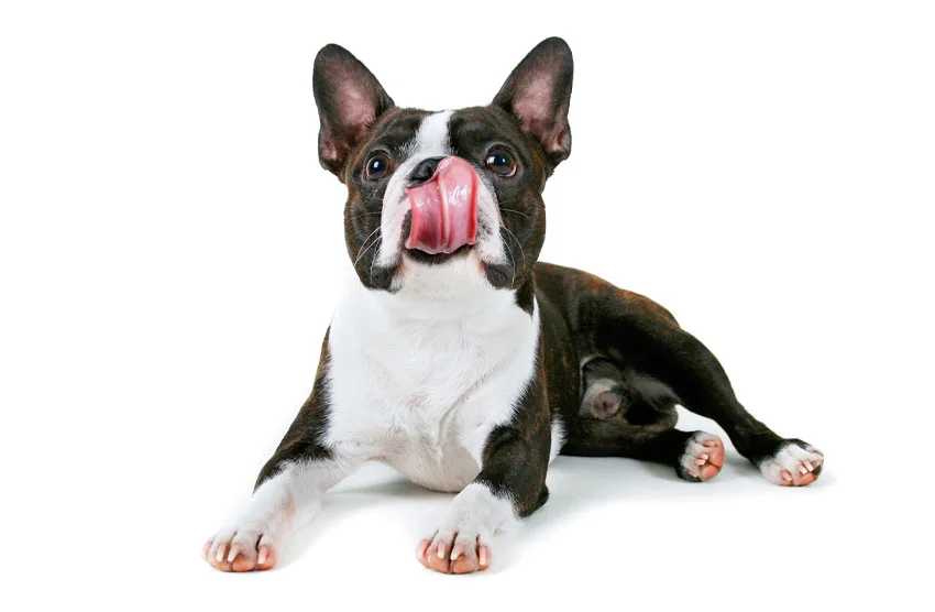Boston Terrier Sitting And Licking Nose