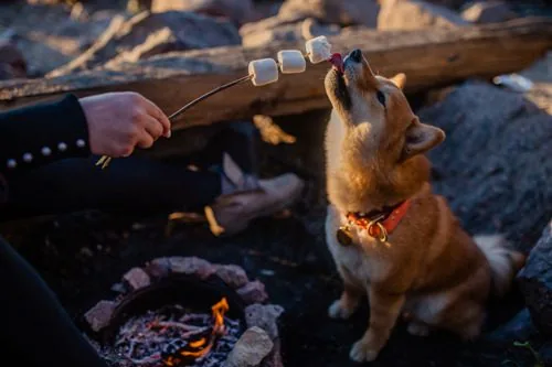 dog-sniffing-marshmallow-on-the-end-of-owner's-skewer