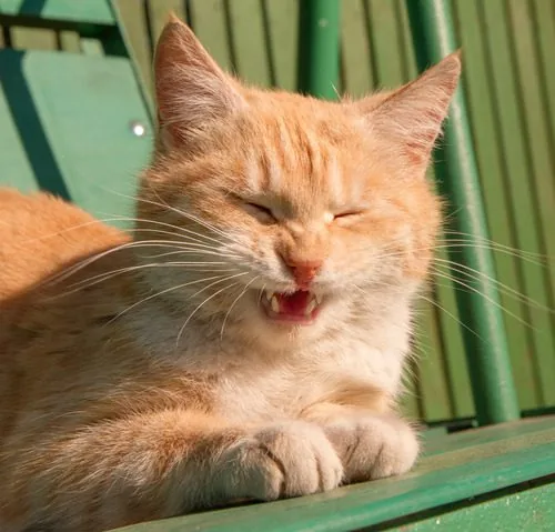 cat-laying-on-sunny-bench-mid-sneeze