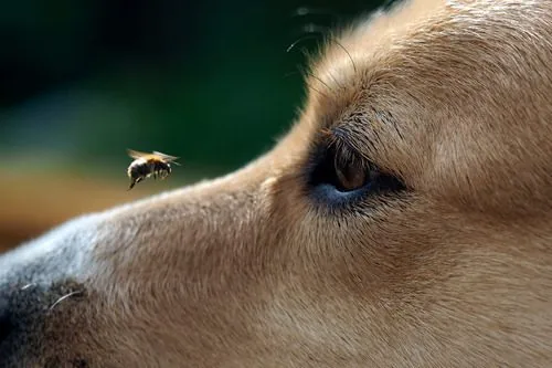 bee-flying-near-dog's-muzzle