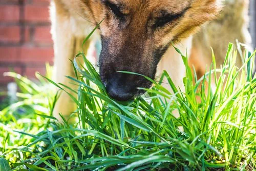 close-up-of-dog-eating-grass